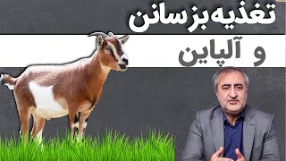 تغذیه بز سانن و آلپاین