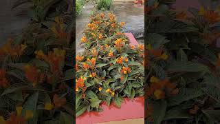 Multi Colour Cone shaped Flowers at rooftop garden | Summer blooms #gardendesign #nature #shorts