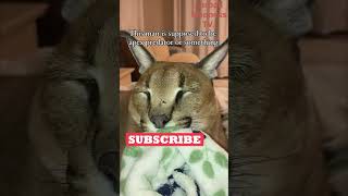 Funny Animals Videos 🤣 | Ep. 476 #shorts #viral #funny