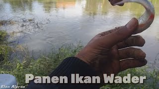 ASTAGA..!!Kompleknya ikan wader sirip merah, ribuan ikan menanti kail saya.