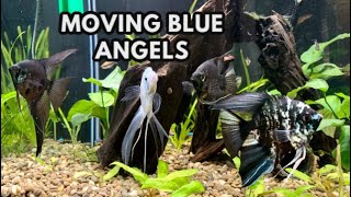 Moving Big Blue Angelfish and Surprise Cory Spawn!