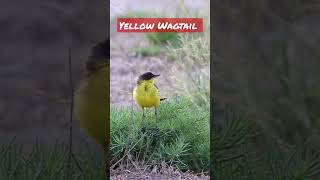 Summer sounds - Yellow Wagtail - Codobatură galbenă #birdsofmoldova #wildilifemoldova #birds