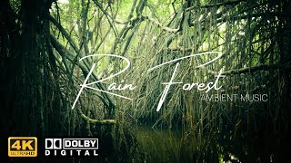 RAIN SOUNDS FOR SLEEPING 🎧1 Hour of Rain Forest Ambient Music Perfect to Focus, Relax and Sleep ⛈