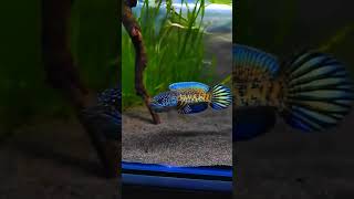 #aquarium #fish  #aquariums #aquariumfishfish  #fishaquarium #aquatic #viral #colorful #shorts