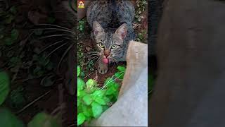 An EXTERMINATOR FELINE in my YARD | A Rogue Cat | मेरे आँगन में एक संहारक बिल्ली | Cat Kitty Kitten