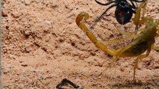 Black Widow Entangles Scorpion (Warning: May be disturbing to some viewers)