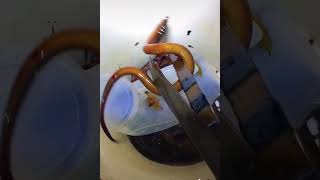 Fishing Eel At Night Incredible Video New