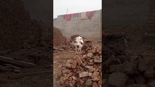 World biggest CHAND BAIL 😱 Punjab Mal maveshi public Ajju bhai #syedfahad #loveanimals #animal #cow