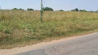 5 Acre Agriculture Land For Sale in Haryana | 9255380380 | #bhiwani #farming