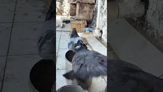 #pigeon #baherikabutarbaazi #birds #love #funny #attitude #kabootar #bird #animal #ytshorts 🕊️🕊️🕊️