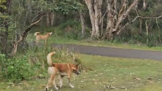 Dingoes in the wild 'Mungo Brush'