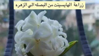 اسهل طريقه لزراعة الهايسنت من البصله الي الإزهار