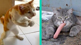 Try Not To Laugh While Watching Funny Animals Compilation (2021) #17