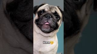 Time for a Pickled pun 😄 #dog #pug #cute #funny #pets #fyp #shorts