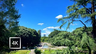 Japan | Tokyo's largest city park. | Walking from "Shibuya station" to "Yoyogi park". | 4k