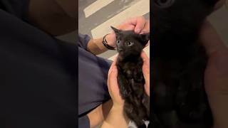 Funny black cats 🐈‍⬛ #funnyvideo #usacats #funny #catsusa #catfunny #pets #catusa #catvideos