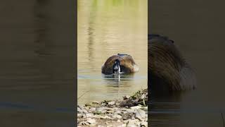 “Geese therapy: Honk out your stress.” 😉😂#birdwatchingphotography  #bids #canadageese