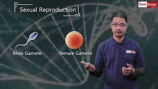 3. Sexual Reproduction | Class 8 | Chapter 9