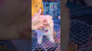 Small Puppy For Sale | Galiff Street Pet Market, Kolkata | 2 | 2023