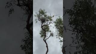 Sulfur-crested Cockatoos (Cacatua galerita) Communicating