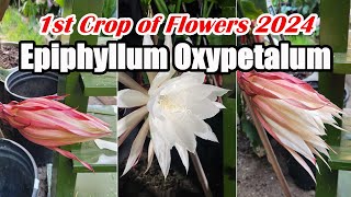 The First Crop of Epiphyllum Oxypetalum Flowers 2024 | Queen of The Night | Night Blooming Cereus 昙花