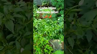 Cabe hijau berbuah lebat di wadah baskom