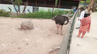 ayub national park Rawalpindi