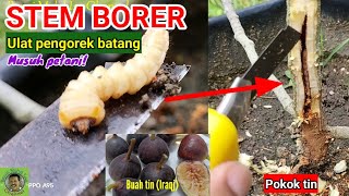 ULAT PENGOREK BATANG | STEM BORER