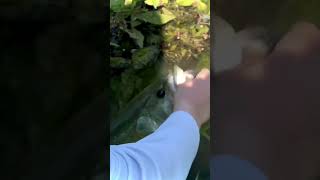 Largemouth Bass Release #fishing #shorts