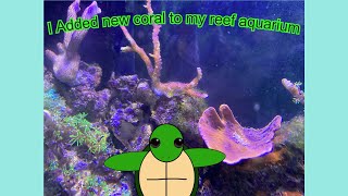 Adding New Coral To My Reef Aquarium!!!