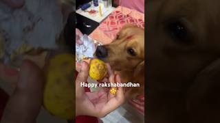 "Who needs Ferrero Rocher when you can make lemony love instead?" 🐶🍋#happyrakshabandhan #doglover