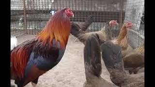 Crianza de gallos de pelea ..