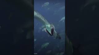 Barracuda#eating#shorts YouTube#shortsvideo