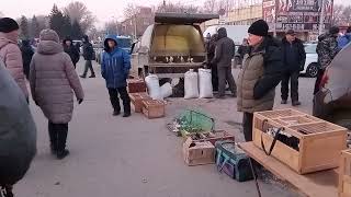 19.11.23г.часть1.Ярмарка голубеводов в Самаре. Олег Костяков