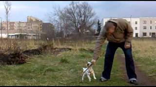 Jack Russell Terrier outdoor