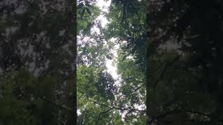 Howler Monkey Howling in Tikal - Vid 3