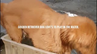 My GOLDEN RETRIEVER DOG PLAYS IN WHITE STORAGE BIN FILLED WITH WATER!