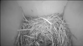 Bernheim Live Bluebird Cam