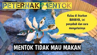 Solusi Entok Tidak Napsu Makan