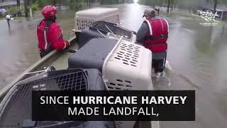 Humane society rescues kittens and dogs from Harvey flooding