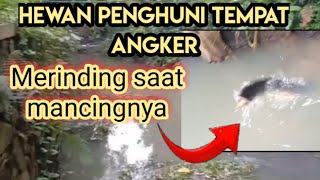 Lihat..!!Hasilnya,,Mancing Sidat di tempat Angker yang belum terjamak manusia,,,