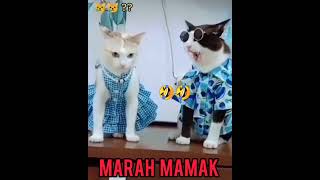 TIDAK ADA cinta² MARAH MAMAK 🤣 #videolucu #ngakak