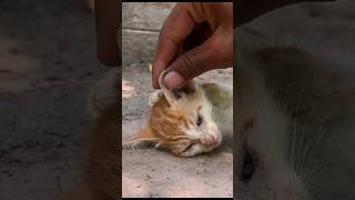 Rescue Cat Crying Mother Urgently Begging to Save Dying Kitten