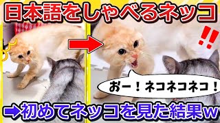 【2ch動物スレ】鳴き声が「ネコネコネコ」な猫さん、初めて猫を見た結果➡反応が可愛すぎるｗｗｗ