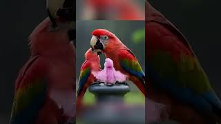 Cute Parrot Playing With Babies