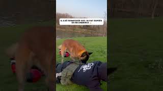 Je tombe dans les pommes 🍎 #dog #video #malinois #viral #youtubeshorts #chien #atom #k9