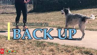 Teaching Your Dog To Back Up