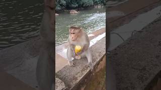 #malayalam comedy#funnyvideos #animal lovers❤️🙏🏻#