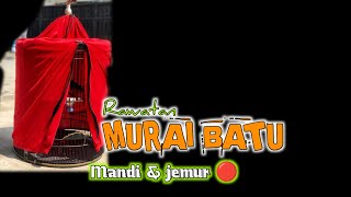 MURAI BATU RAWATAN MANDI JEMUR 🔴 TIDAK DI RECOMMENDED