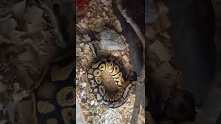 Ball Python Live Feeding Small Rat strike